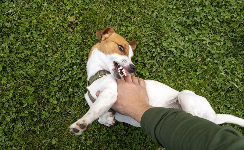 L’anthropomorphisme et les chiens Pourquoi comprendre leurs comportements est essentiel