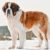Le Saint-Bernard Tout ce qu’il faut savoir sur ce géant au cœur tendre