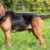 Le Saint-Hubert Le chien au nez d’or et au cœur tendre