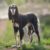 Le Saluki élégance, vitesse et loyauté millénaire