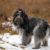 Le Schapendoes tout savoir sur ce chien de berger vif, doux et malicieux