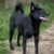 Le Schipperke tout savoir sur ce petit chien noir plein de caractère