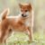 Le Shiba Inu tout savoir sur ce petit chien japonais au grand caractère