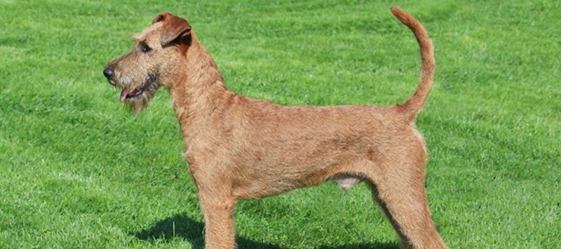 Le Terrier Irlandais Tout ce qu'il faut savoir sur cette race fascinante