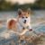 Le Welsh Corgi Pembroke Un compagnon vif et attachant