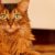 Le chat Somali tout ce qu’il faut savoir sur ce félin élégant et énergique