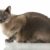 Le chat Tonkinois entre Siamois et Burmese, le parfait compagnon de vie