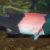 Le labre californien ce poisson qui change de sexe pour prendre le pouvoir
