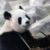 Les pandas Huan Huan et Yuan Zi quittent le Zoo de Beauval pour une retraite en Chine