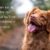 Les plus belles citations sur les chiens quand les mots célèbrent nos fidèles compagnons