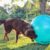Les sports canins à découvrir agility, canicross, treibball… bougez avec votre chien !
