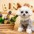 Organiser un anniversaire pour son chien Idées fun et faciles à réaliser