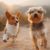 Pourquoi les chiens ont-ils autant de succès sur Instagram