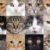 Quiz Quel type de chat êtes-vous