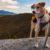 Randonner avec son chien la check-list à ne pas oublier