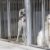 Refuges saturés 40 000 animaux abandonnés refusés par les associations