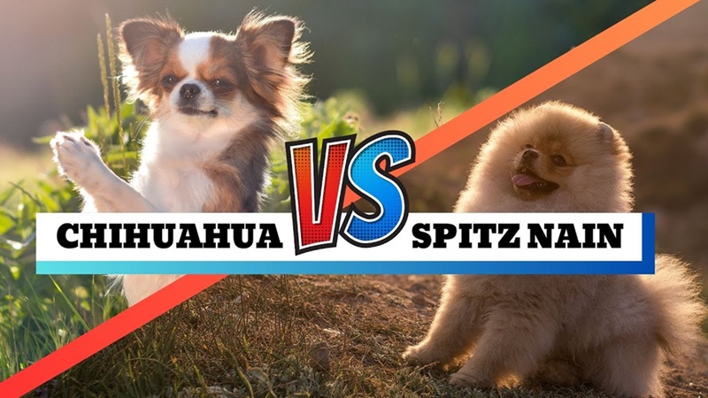 Spitz Nain vs Chihuahua Lequel choisir pour votre famille