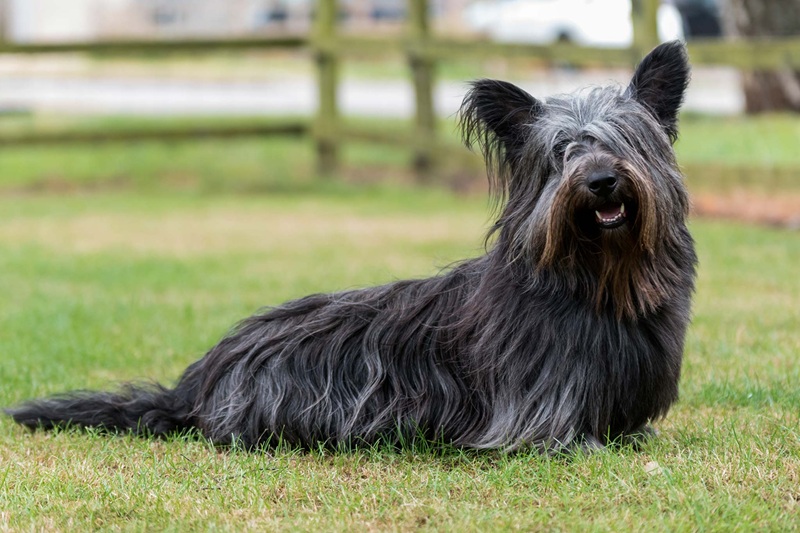 Tout ce quâil faut savoir sur le Skye Terrier un petit chien au grand cĆur