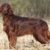 Tout ce qu’il faut savoir sur le chien Setter Irlandais