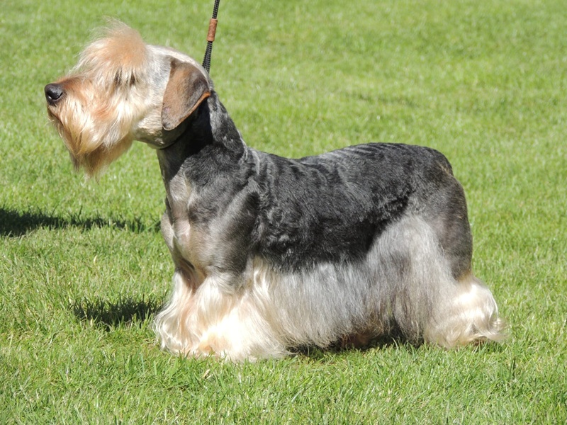 Tout ce qu’il faut savoir sur le chien Terrier Tchèque un compagnon actif et intelligent
