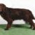 Tout ce qu'il faut savoir sur le chien Wachtelhund Un chasseur passionné et un compagnon fidèle