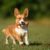 Tout ce qu'il faut savoir sur le chien Welsh Corgi Cardigan Un petit chien au grand caractère