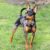 Tout savoir sur le Ratier de Prague Le plus petit des grands chiens