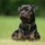 Tout savoir sur le Rottweiler Un géant protecteur au cœur tendre