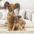 Tout savoir sur le Russkiy Toy Un mini chien au grand cœur