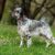 Tout savoir sur le Setter Anglais un chien élégant, doux et sportif