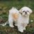 Tout savoir sur le Shih Tzu un petit chien royal au grand cœur