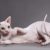 Tout savoir sur le chat Sphinx un félin sans poil au grand cœur