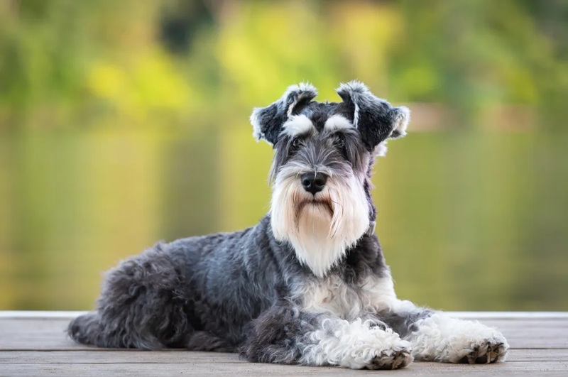 Tout savoir sur le chien Schnauzer Un compagnon vif, loyal et élégant