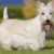 Tout savoir sur le chien Scottish Terrier un petit baroudeur au grand caractère