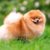 Tout savoir sur le chien Spitz un compagnon plein de panache