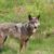 Un loup abattu à Châtillon-en-Diois entre protection des troupeaux et préservation de l’espèce