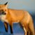 Vivre dans l’extrême comment les animaux s’adaptent aux conditions les plus hostiles