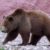 Yellowstone un randonneur attaqué par un grizzly… et miraculeusement sauvé par un spray anti-ours