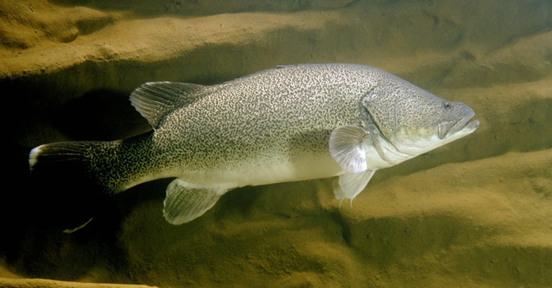 âArnieâ, la morue de Murray qui a parcouru 860 km Ă  la nage un exploit jamais vu en Australie