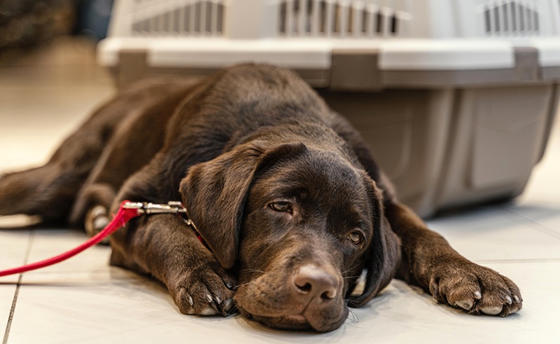 Comment détecter les signes de douleur chez son animal