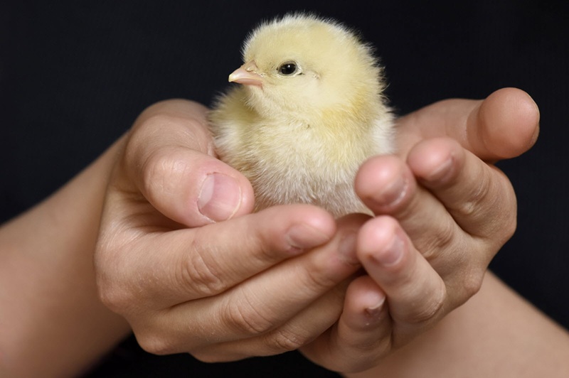 Enquête choc des millions de poussins et pintadeaux broyés vivants dans un couvoir des Deux-Sèvres