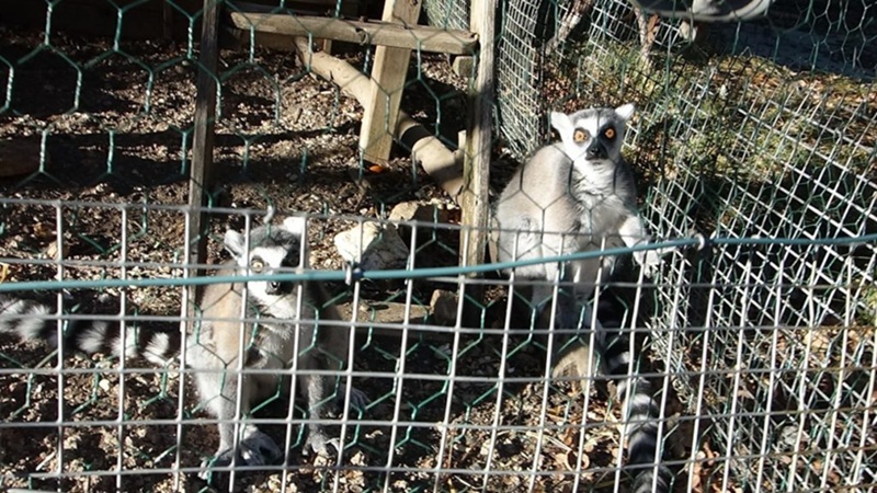 Fermeture du Zoo des 3 VallĂ©es une dĂ©cision prĂ©fectorale au nom du bien-ĂȘtre animal