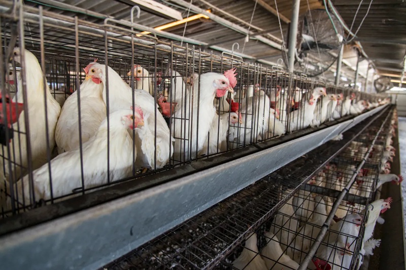 Grippe aviaire plus dâun demi-million de volailles abattues en Allemagne