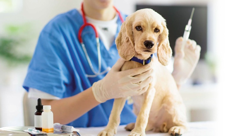 Guide complet sur la vaccination des animaux de compagnie