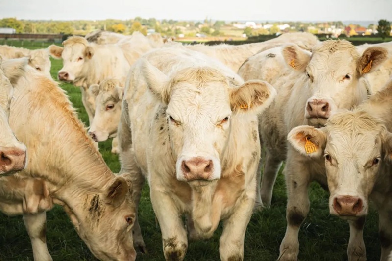 Reprise des exportations de bovins un soulagement pour la filière après l’épidémie de dermatose nodulaire