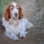 Tout savoir sur le Welsh Springer Spaniel