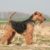 Tout savoir sur le Welsh Terrier un petit chien au grand cœur