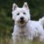 Tout savoir sur le Westie le petit chien blanc plein d’énergie et d’amour
