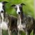 Tout savoir sur le Whippet l’élégance et la vitesse incarnées