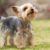 Tout savoir sur le Yorkshire Terrier un petit chien au grand tempérament